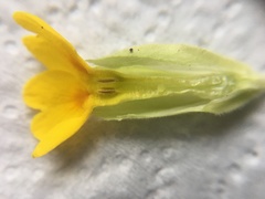 Primula veris