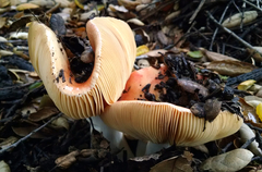 Russula maculata