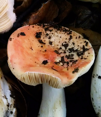 Russula maculata