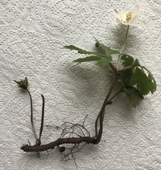 Anemonoides nemorosa