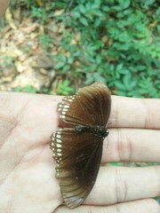 Euploea core godartii