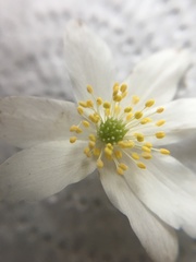 Anemonoides nemorosa