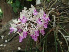 Seidenfadenia mitrata