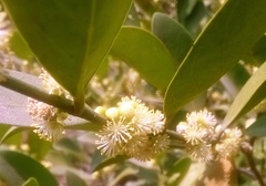 Suregada lanceolata