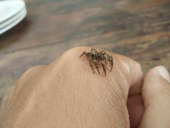 Anarrhotus fossulatus