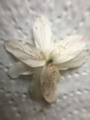 Anemonoides nemorosa