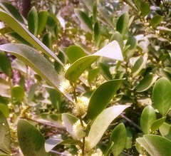 Suregada lanceolata