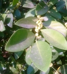 Suregada lanceolata