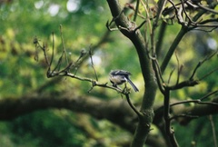 Parus major major