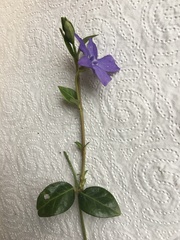 Vinca minor