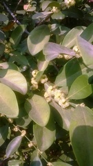 Suregada lanceolata