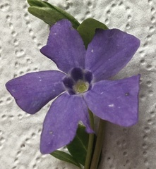 Vinca minor
