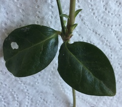 Vinca minor