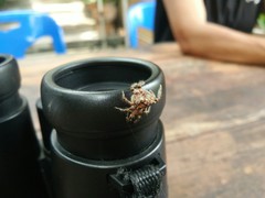 Anarrhotus fossulatus