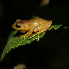Pristimantis boulengeri