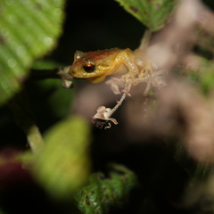 Pristimantis boulengeri