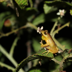 Pristimantis boulengeri