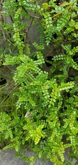 Zanthoxylum beecheyanum