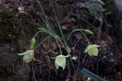 Calochortus amabilis × tolmiei
