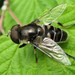 Black-shouldered Drone Fly - Photo (c) Gilles Gonthier, some rights reserved (CC BY)