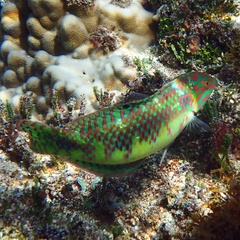 Halichoeres margaritaceus