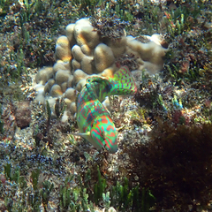 Halichoeres margaritaceus