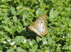 Anartia jatrophae