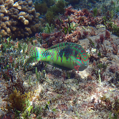 Halichoeres margaritaceus