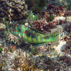 Halichoeres margaritaceus