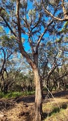 Eucalyptus capitellata