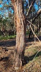 Eucalyptus capitellata