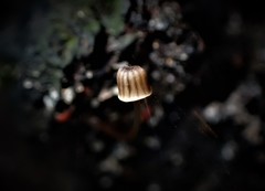Mycena mamaku