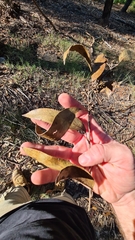 Eucalyptus capitellata