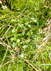 Cardamine panatohea