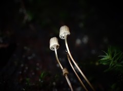 Mycena mamaku