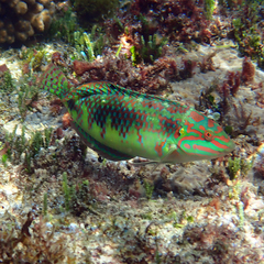 Halichoeres margaritaceus