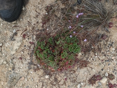 Limonium duriusculum