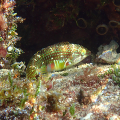 Halichoeres margaritaceus