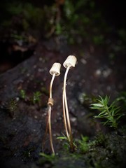 Mycena mamaku