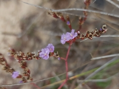 Limonium duriusculum