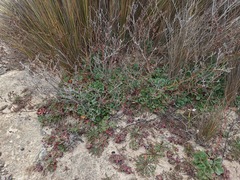 Limonium duriusculum