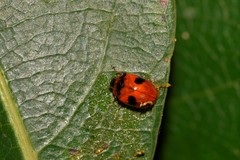 Tinosis bicolor