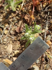 Cryptantha microstachys