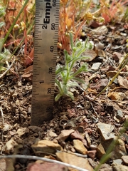 Cryptantha microstachys