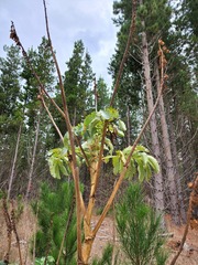 Melianthus