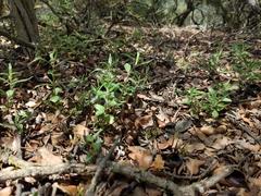 Monardella hypoleuca intermedia