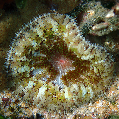 Stichodactyla tapetum