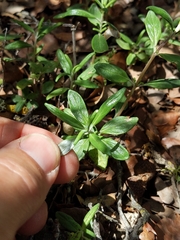 Monardella hypoleuca intermedia