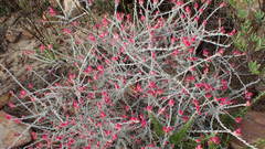 Syncarpha canescens canescens