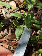 Monardella hypoleuca intermedia
